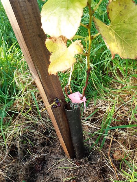 Come Potare Pinot Noir Vines